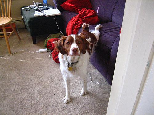 Бретонский спаниель (бретон) фото 8