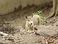 Азиатский дикий пёс (дхол) фото 7