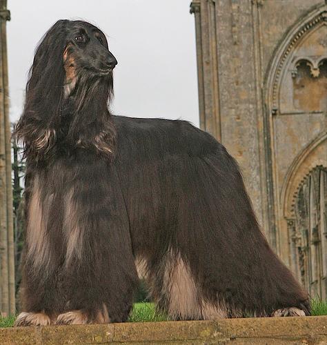 Афганская борзая (hound‑afghan) фото 10