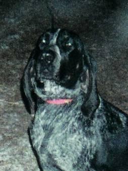 Голубопятнистая гончая (блютик) фото 3