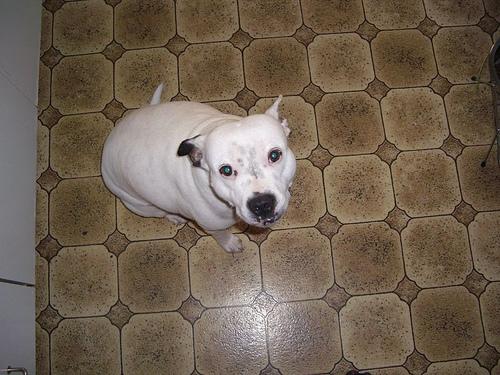 Стаффордширский бультерьер фото 12