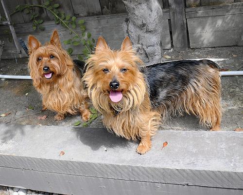 Австралийский терьер фото 10