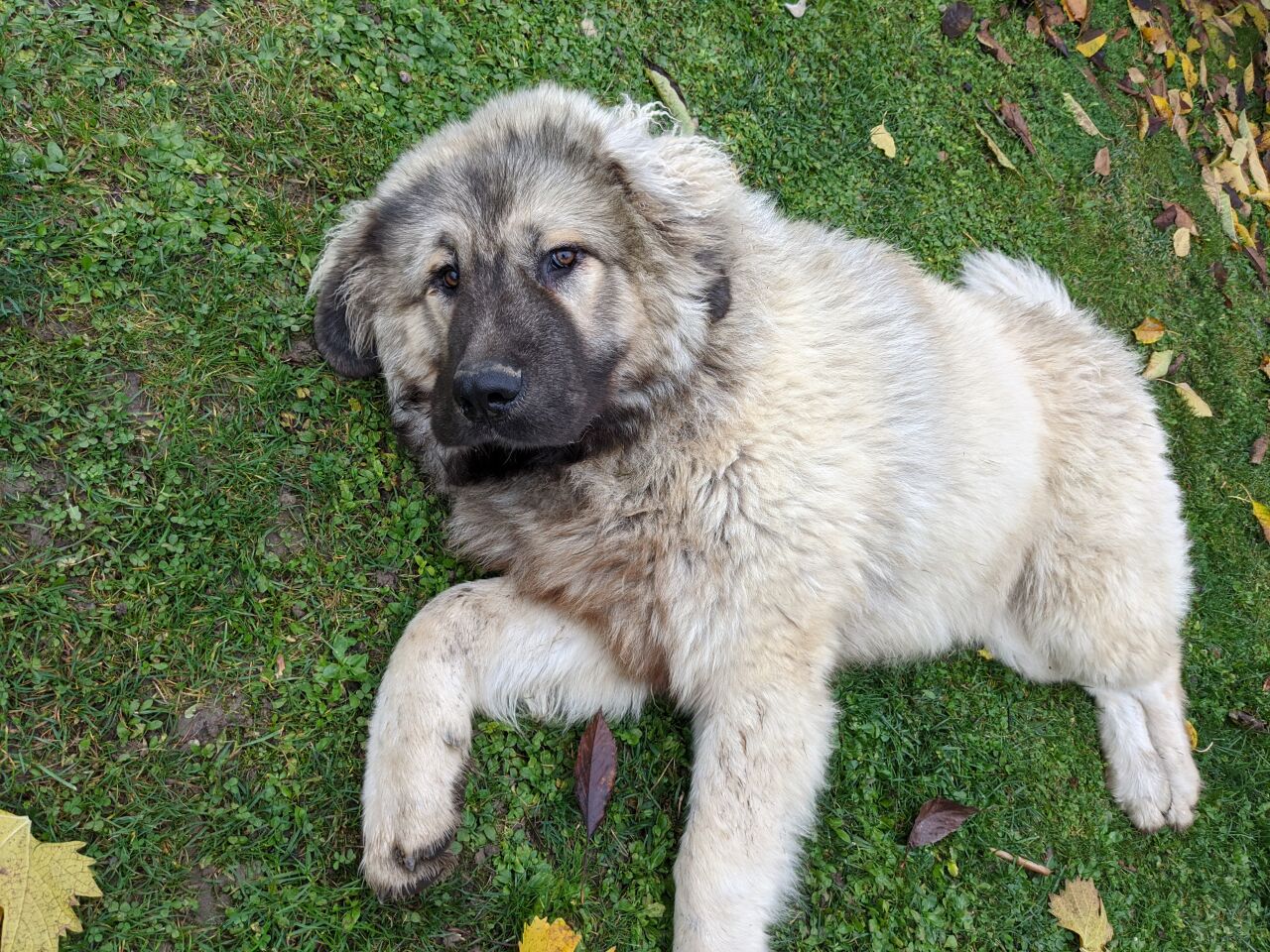 Кавказская овчарка фото 8