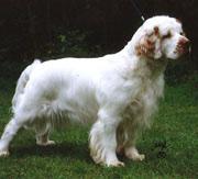 Кламбер‑спаниель фото 9