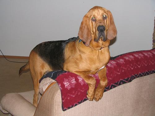 Кровяная гончая (бладхаунд) фото 8