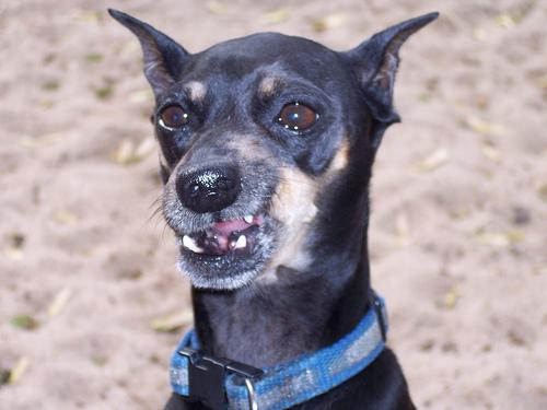 Миниатюрный пинчер (цвергпинчер) фото 8