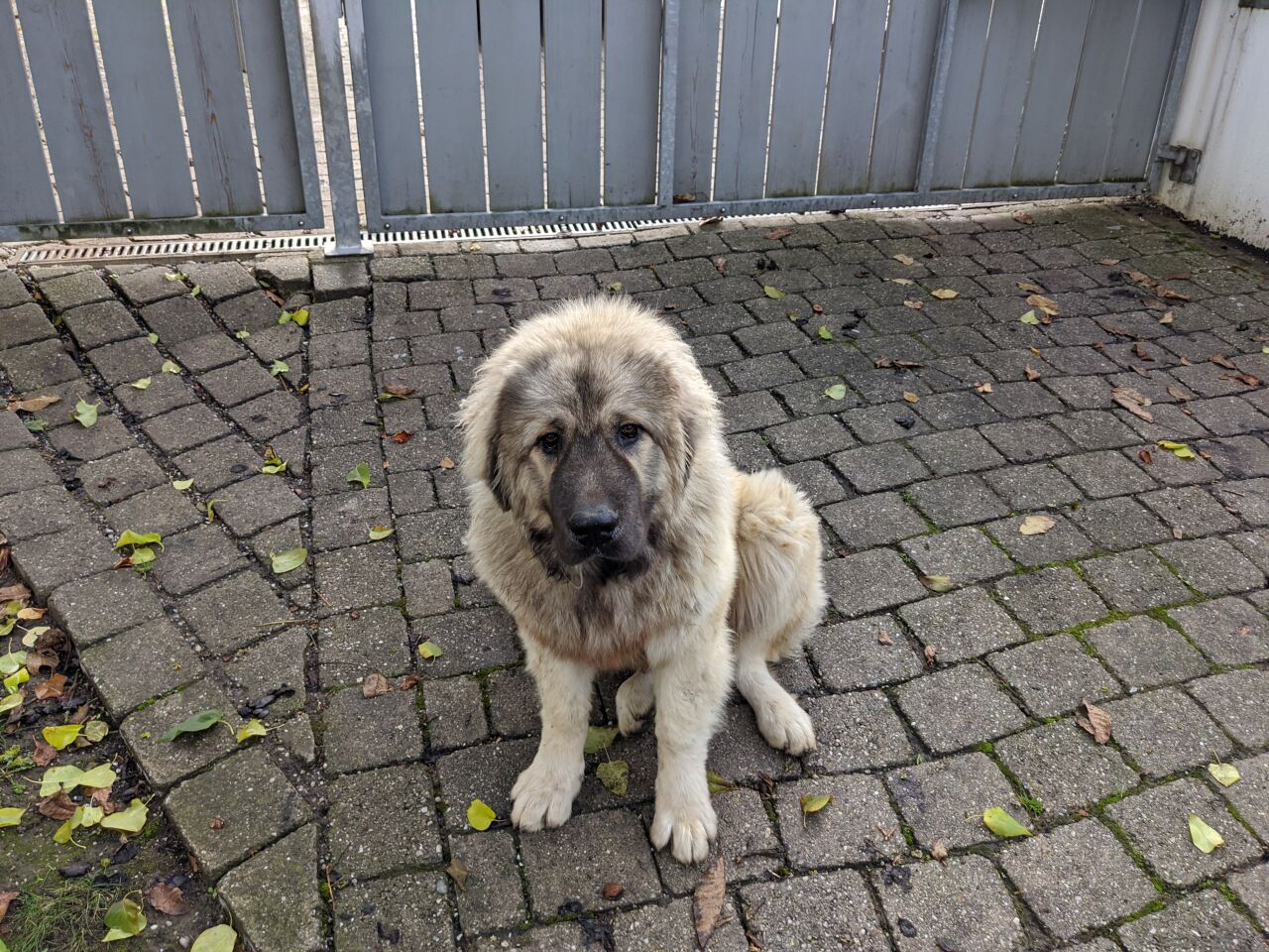 Кавказская овчарка фото 2