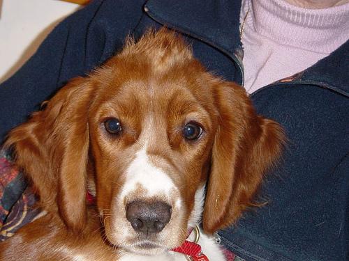 Вельш‑спрингер‑спаниель фото 9