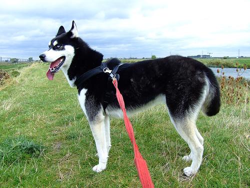 Американская эскимосская собака (Eskimo) фото 10