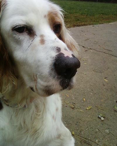 Английский сеттер фото 1