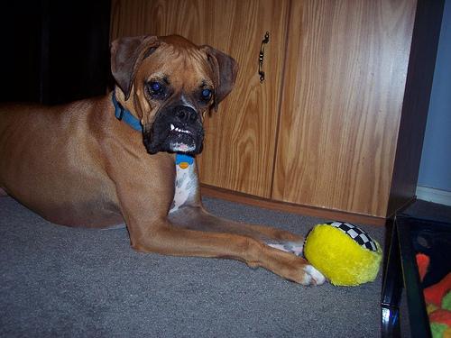 Боксёр фото 4