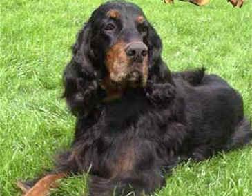 Шотландский сеттер (гордон-сеттер) фото 8