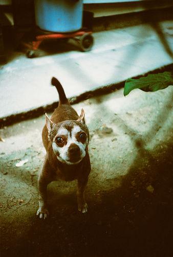 Чихуахуа фото 12