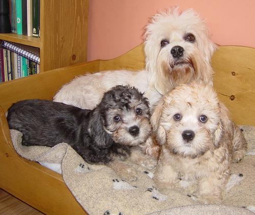 Денди‑динмонт‑терьер фото 7