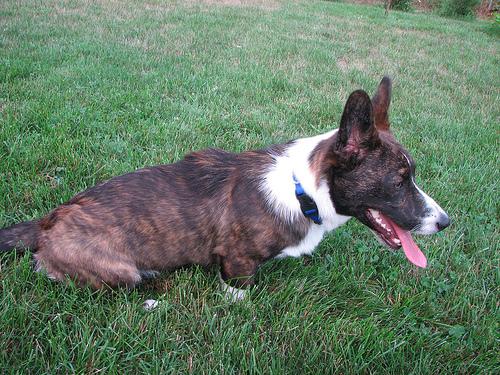 Вельш‑корги кардиган фото 2