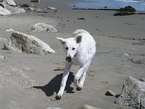 Фото породы Кувас