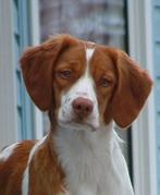 Бретонский спаниель (бретон) фото 6