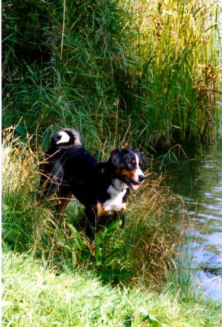 Энтлебухер зенненхунд фото 4