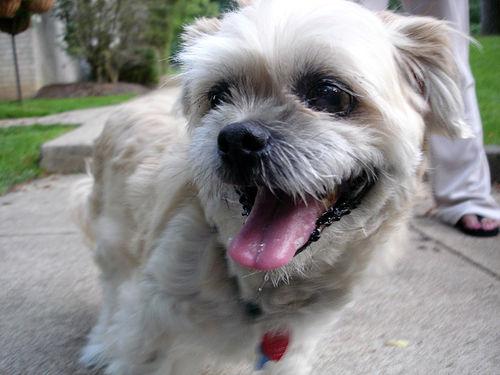 Лхаса апсо фото 12