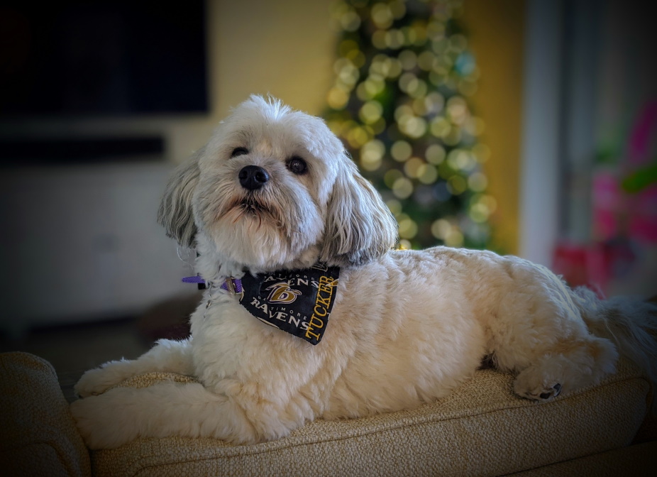 Гаванский бишон (хаванез) фото 4