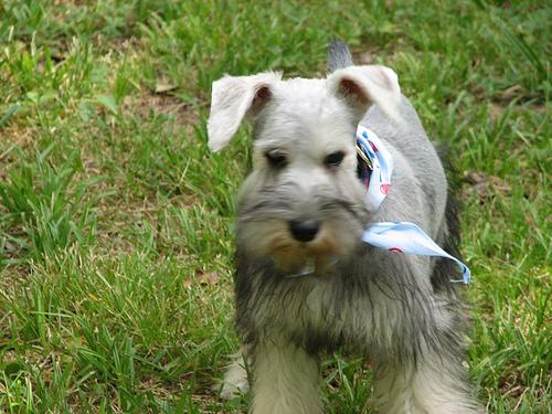 Цвергшнауцер (миниатюрный шнауцер) фото 2