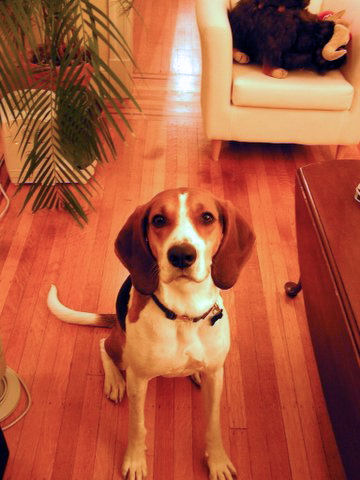 Английский фоксхаунд фото 5