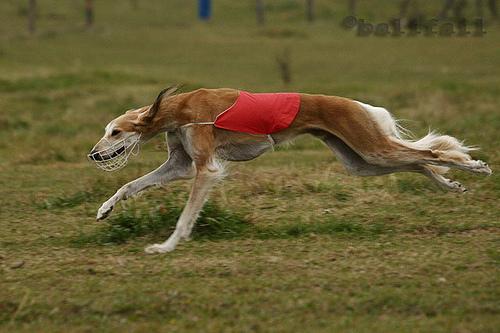 Салюки (персидская борзая) — фото породы
