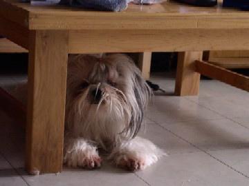 Ши-тцу фото 2