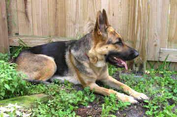 Немецкая овчарка фото 1