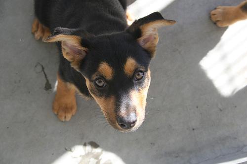 Австралийский келпи фото 7