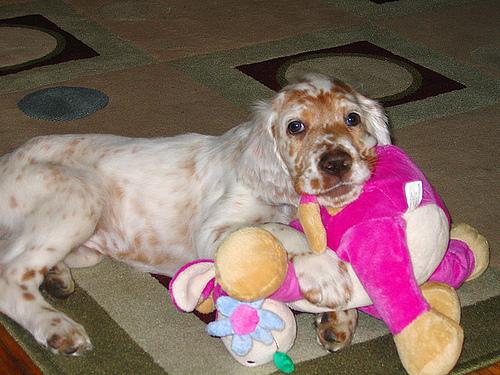 Английский сеттер фото 2