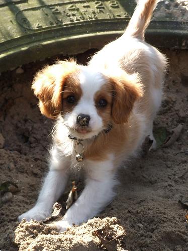 Кавалер‑кинг‑чарльз‑спаниель (тип бленхейм) фото 6