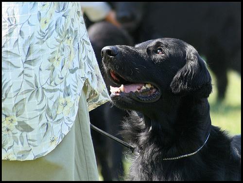 Прямошёрстный ретривер (Flat‑Coated Retriever) фото 11