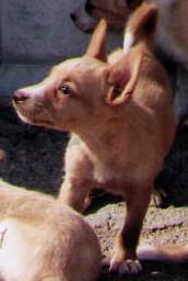 Ибицкая борзая (ивисская борзая, ибизан) фото 3