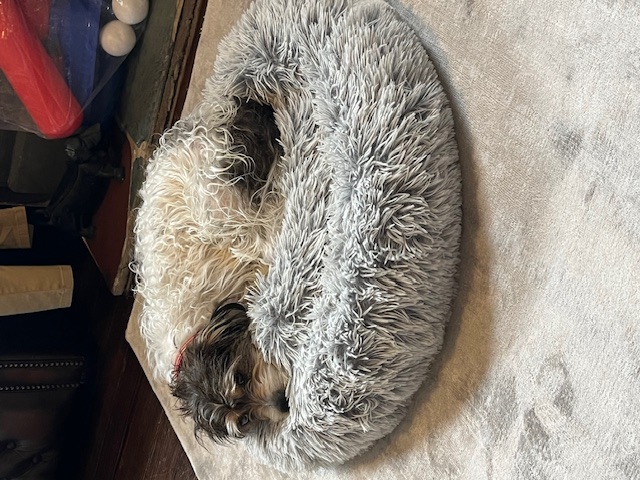 Джек‑рассел‑терьер фото 4