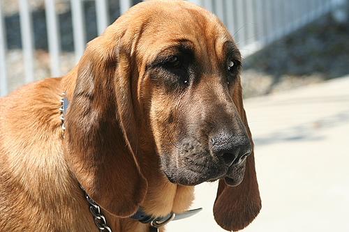 Кровяная гончая (бладхаунд) фото 9