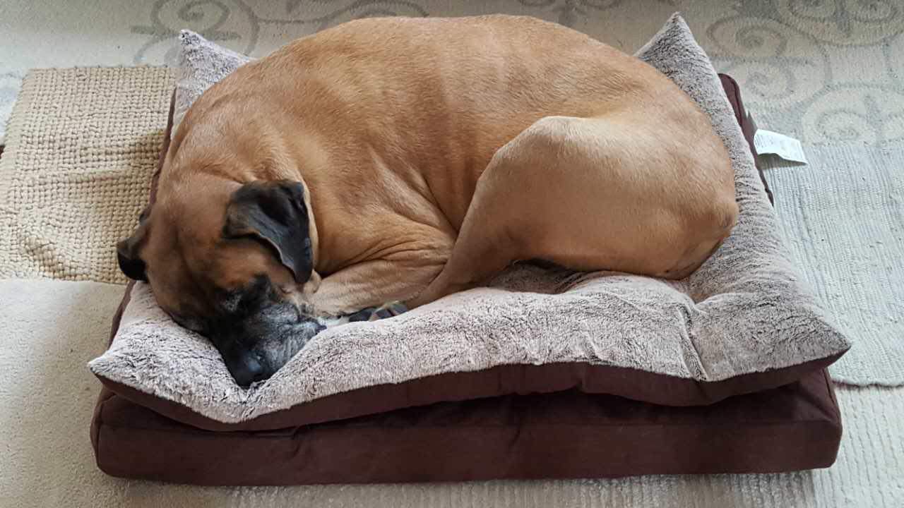 Английский мастиф фото 2