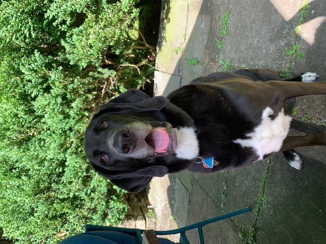 Фото породы Плотт‑хаунд (Plott Hound)