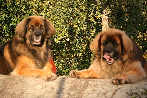 Леонбергер фото 2