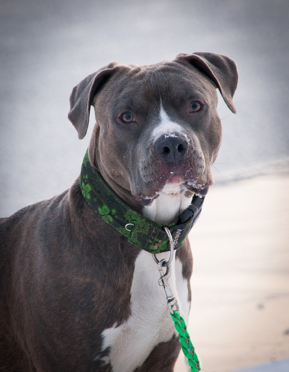 Питбуль (американский питбультерьер) — фото породы