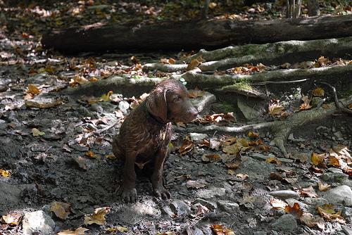 Чесапик‑бей‑ретривер фото 2