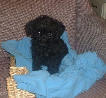 Аффенпинчер фото 7