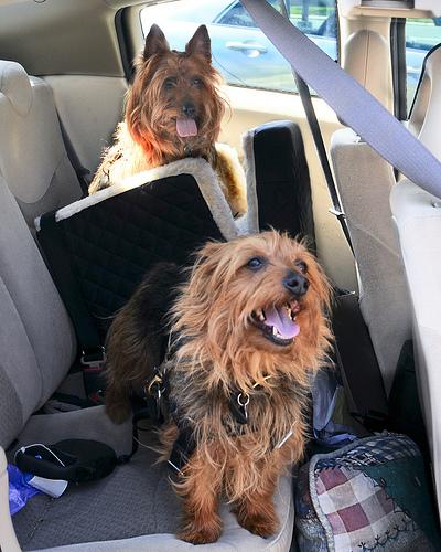 Австралийский терьер фото 11