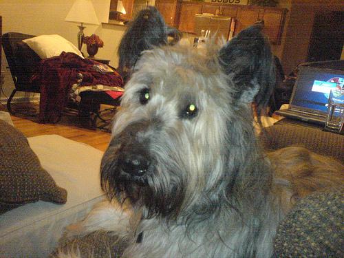 Бриар фото 7