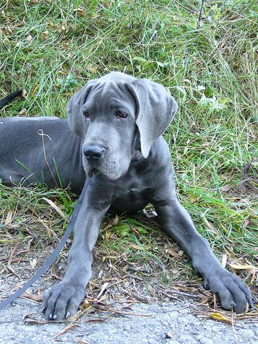 Немецкий дог (Great Dane) фото 5