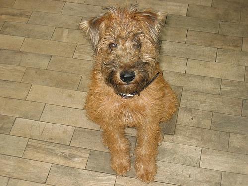 Ирландский терьер фото 7