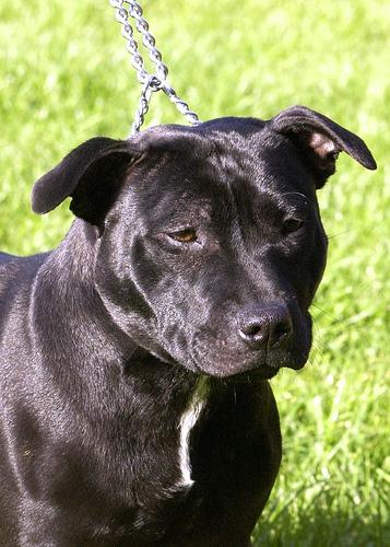 Стаффордширский бультерьер фото 11