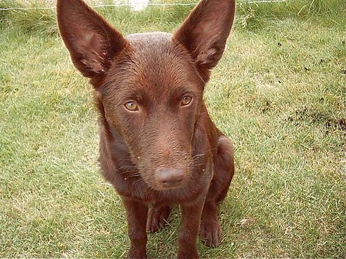 Австралийский келпи фото 2