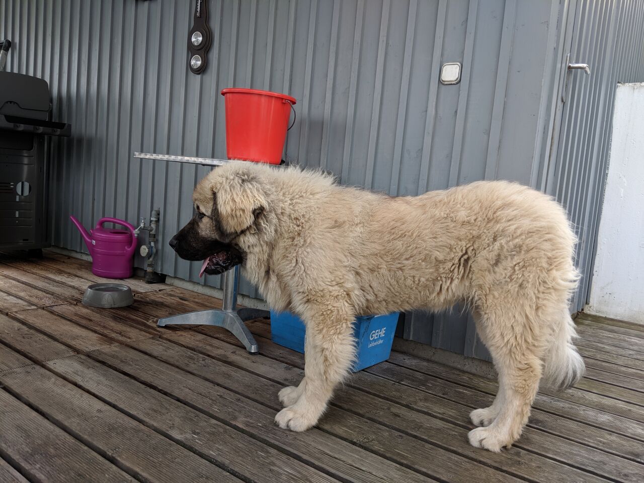 Кавказская овчарка фото 6