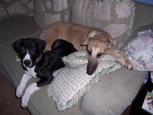 Немецкий дог (Great Dane) фото 1